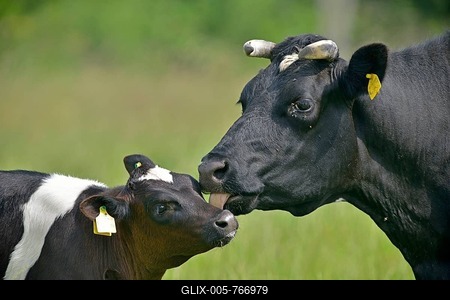 German black and white lowland cattle (Bos primigenius taurus), cow and calf, Emsland, Lower Saxony, Germany-stock-foto