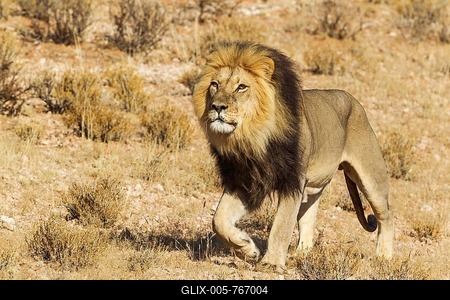 Black-maned Lion (Panthera leo vernayi), male, roaming, Kalahari Desert, Kgalagadi Transfrontier Park, South Africa-stock-foto