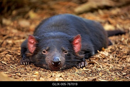 Tasmanian devil, marsupial devil (Sarcophilus harrisii), adult portrait, Mount Lofty, South Autralia, Australia-stock-foto