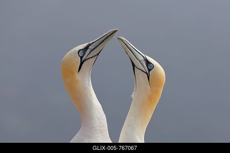 Northern gannets (Morus bassanus), couple performing courtship display, Heligoland, North Sea, Germany-stock-foto
