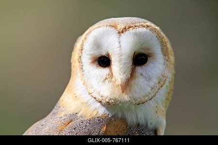 Barn Owl (Tyto alba), adult, captive, Eifel, Rhineland-Palatinate, Germany-stock-foto