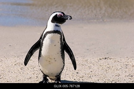 Jackass Penguin or African Penguin (Spheniscus demersus), adult, on the beach, Boulders Beach, Simon's Town, Western Cape, South Africa-stock-foto