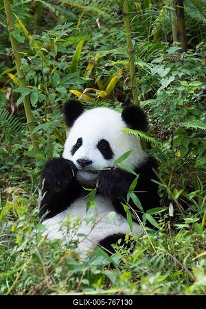 Giant Panda (Ailuropoda melanoleuca), 2 years, resting, China Conservation and Research Centre for the Giant Panda, Chengdu, Sichuan, China-stock-foto