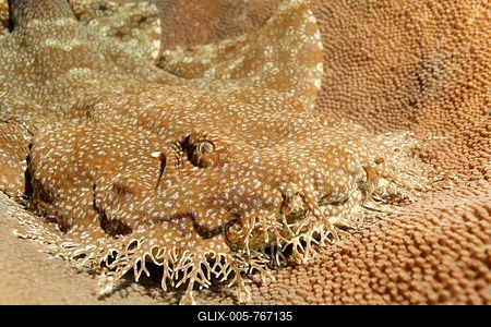Tasselled wobbegong (Eucrossorhinus dasypogon) lying in coral reef, Raja Ampat Archipelago, Papua Barat, West New Guinea, Pacific Ocean, Indonesia-stock-foto
