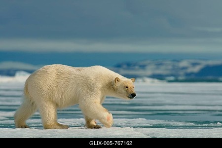 Polar bear (Ursus maritimus) runs on ice floe, Svalbard, Norwegian Arctic, Norway-stock-foto