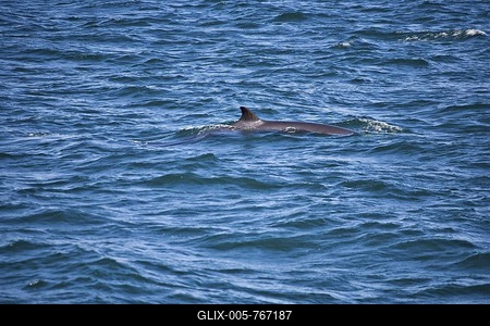 Harbour Porpoise (Phocoena phocoena) in Reykjavik Bay, Reykjavik, Iceland, Atlantic Ocean-stock-foto