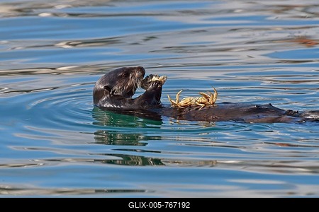 Sea otters(Enhydra lutris) floats on the back and eats crab, other crab is lying on the stomach, Valdez, Gulf of Alaska, Alaska, USA-stock-foto