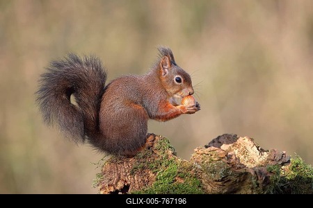 Eurasian red squirrel (Sciurus vulgaris) sits on mossy deadwood and eats a nut, Germany-stock-foto