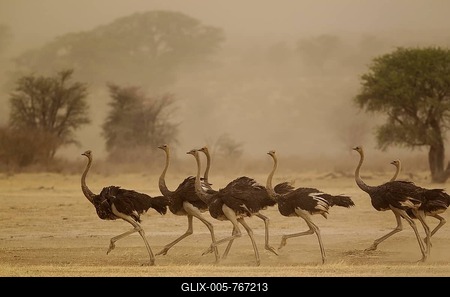 Ostriches (Struthio camelus), running females as a sandstorm approaches, Kalahari Desert, Kgalagadi Transfrontier Park, South Africa-stock-foto