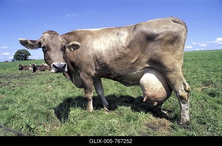 Cow with big udder milk-stock-foto