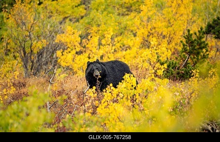 American Black Bear (Ursus americanus) among autumn colored bushes, Glacier National Park, Montana, USA-stock-foto