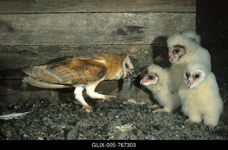 Barn Owl (Tyto alba) passing a mouse to a young bird-stock-foto