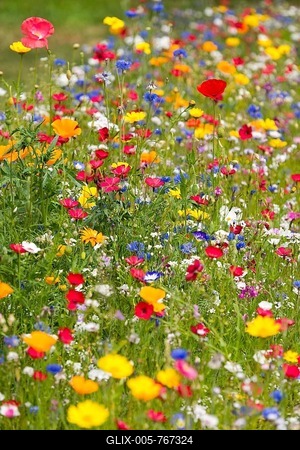 Colorful flower meadow, Lower Saxony, Germany-stock-foto