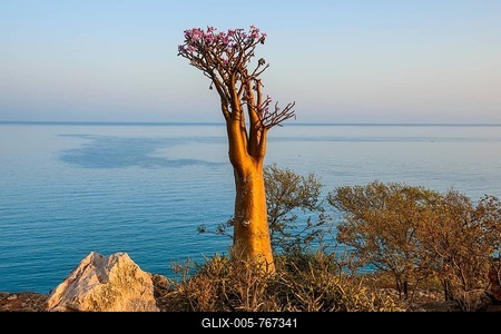Bottle Tree (Adenium obesum) in bloom, endemic species, Socotra, Yemen-stock-foto