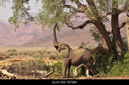 African Bush Elephant or Savanna Elephant (Loxodonta africana) standing in the dry Huab river, Damaraland, Nambia, Africa-stock-foto