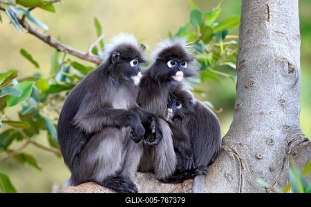 Dusky Leaf Monkeys or Southern Langurs  (Trachypithecus obscurus) monkey family on tree, female suckling young, native to Asia, Singapore-stock-foto