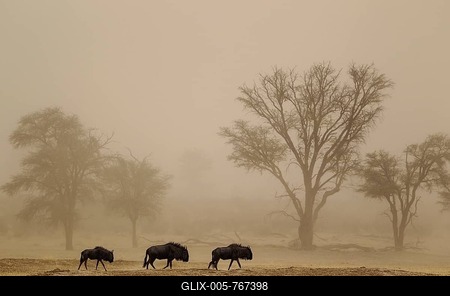 Blue Wildebeests (Connochaetes taurinus), roaming in a sandstorm in the dry Nossob riverbed with camelthorn trees (Acacia erioloba), Kalahari Desert, Kgalagadi Transfrontier Park, South Africa-stock-foto
