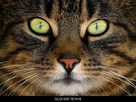 House cat, tomcat, animal portrait, Germany-stock-foto