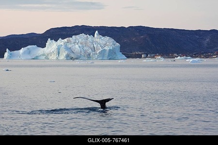 Humpback whale diving, icebergs in background, Disko Bay, Ilullissat, Greenland, Denmark-stock-foto