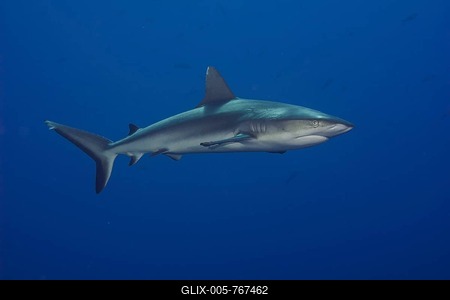 Grey Reef Shark (Carcharhinus amblyrhynchos), Palau, Mironesien-stock-foto