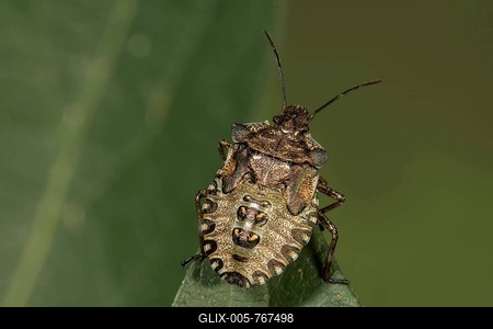 Forest bug (Pentatoma rufipes) in the last larval stage on a leaf tip, Baden-Württemberg, Germany-stock-foto