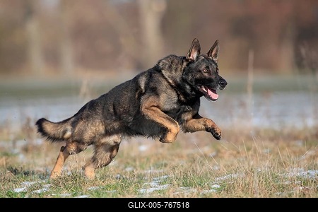 German shepherd dog (Canis lupus familiaris), adult, male, running, Rhineland-Palatinate, Germany-stock-foto