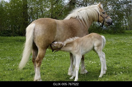 Haflinger mare with eleven-day-old foal out at feed, foal is suggling-stock-foto