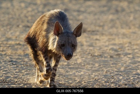 Brown hyena (Hyaena brunnea), walking, Kalahari Desert, Kgalagadi Transfrontier Park, South Africa-stock-foto