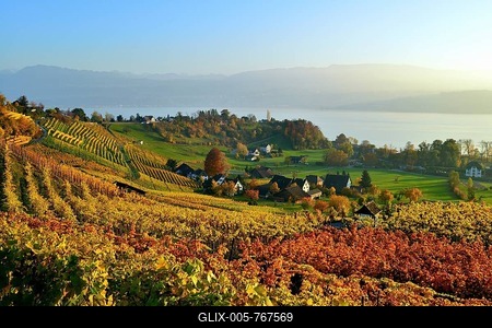 Vineyard in St臟a, in autumn, overlooking Lake Zurich, Canton of Zurich, Switzerland-stock-foto