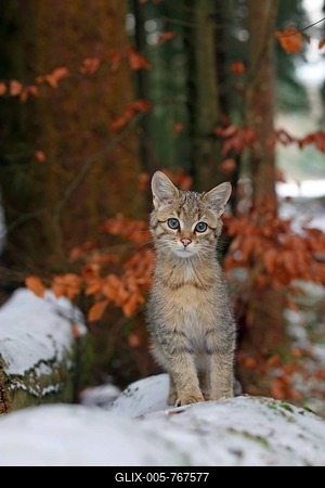 Wildcat (Felis silvestris), young male sitting on a snow-covered tree trunk, Lahn-Dill-Kreis, Taunus, Hesse, Germany-stock-foto