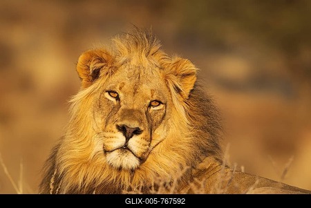 Lion (Panthera leo), male, portrait, Kalahari Desert, Kgalagadi Transfrontier Park, South Africa-stock-foto