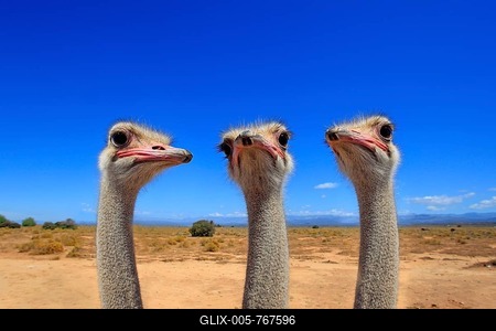 South african ostrich (Struthio camelus australis), adult, male, portrait, group, ostriches, ratites, flightless, digital composition, montage, Oudtshoorn, Little Karoo, South Africa-stock-foto