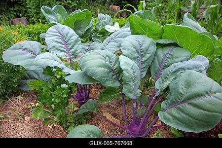Kohlrabi (Brassica oleracea), floor covering with grass cut against dehydration, Germany-stock-foto