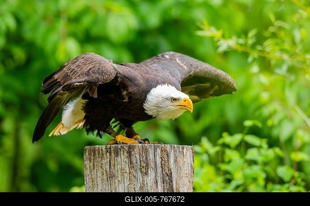 Bald eagle (Haliaeetus leucocephalus) starts flying from a tree trunk, Bavaria, Germany-stock-foto