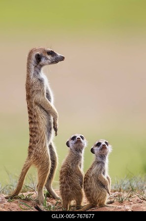 Suricates (Suricata suricatta), adult with two young on the lookout, during the rainy season in green surroundings, Kalahari Desert, Kgalagadi Transfrontier Park, South Africa-stock-foto
