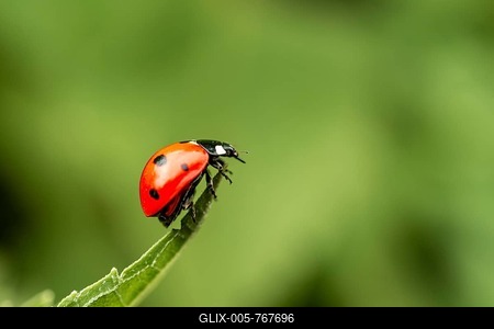 Seven-spott ladybird (Coccinella septempunctata) on a tip of a leaf, Germany-stock-foto