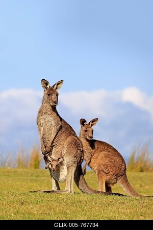 Eastern grey kangaroos (Macropus giganteus), group, females with young in bag, standing vigilantly in a green meadow, Maloney Beach, New South Wales, Australia-stock-foto