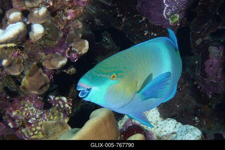Portrait of rusty parrotfish (Scarus ferrugineus), Daedalus Reef dive site, Egypt, Red Sea-stock-foto