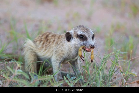 Suricate or meerkat (Suricata suricatta), feeding on a scorpion (Scorpiones), rainy season with green grass, Kalahari Desert, Kgalagadi Transfrontier Park, South Africa-stock-foto