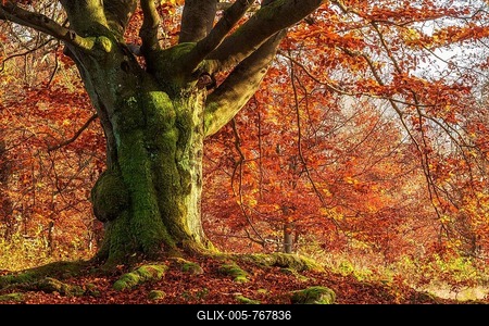 Gnarled old beech in autumn, covered with moss, in a former hute forest, Kellerwald-Edersee National Park, Hesse, Germany-stock-foto