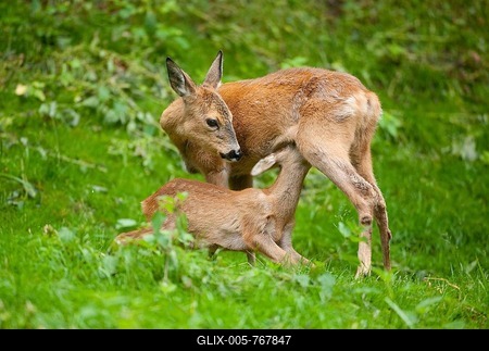 Roe Deer (Capreolus capreolus), doe suckling a fawn, captive, Thuringia, Germany-stock-foto