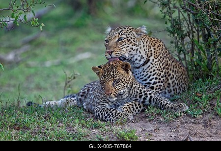 Leopards (Panthera pardus), mother animal with young in the savannah of the Massai Mara Game Reserve, Kenya-stock-foto