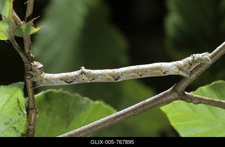 Peppered moth (Biston betularia), caterpillar-stock-foto