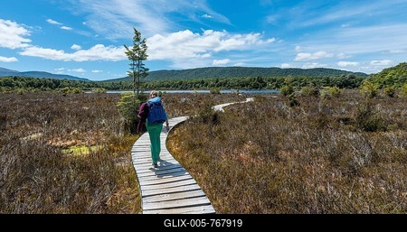 Female hiker crossing swamp, Kepler Track, Fiordland National Park, Southland, South Island, New Zealand-stock-foto