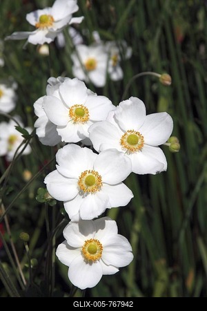 Flowering Japanese Thimbleweed or Anemone cultivar Honorine Jobert (Anemone x hybrida Honorine Jobert)-stock-foto