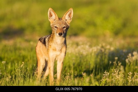 Black-backed Jackal (Canis mesomelas), standing in grassland, Kalahari Desert, Kgalagadi Transfrontier Park, South Africa-stock-foto