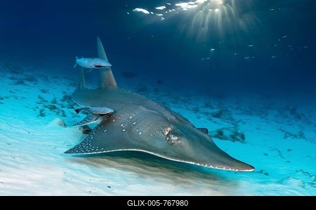 Giant Guitarfish (Rhynchobatus djiddensis) with Live sharksucker (Echeneis naucrates), Maldives, Indian Ocean-stock-foto