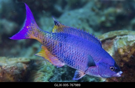 Creole Wrasse (Clepticus parrai), Honduras, Caribbean-stock-foto