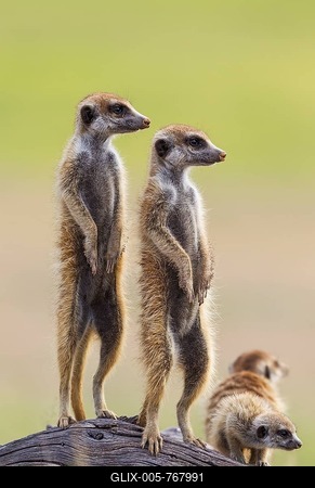 Suricates (Suricata suricatta), two adults with young on the lookout, during the rainy season in green surroundings, Kalahari Desert, Kgalagadi Transfrontier Park, South Africa-stock-foto
