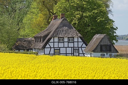 Half-timbered house with thatched roofs next to rape field, near Sieseby an der Schlei, Schleswig-Holstein, Germany-stock-foto